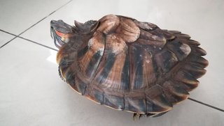 Rocket  - Turtle Reptile