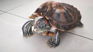 Rocket  - Turtle Reptile