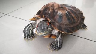 Rocket  - Turtle Reptile