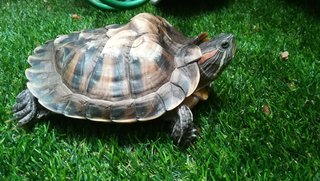 Rocket  - Turtle Reptile