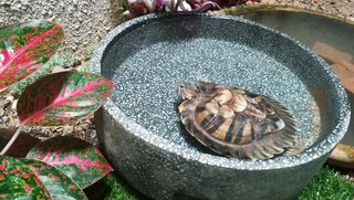 Rocket  - Turtle Reptile