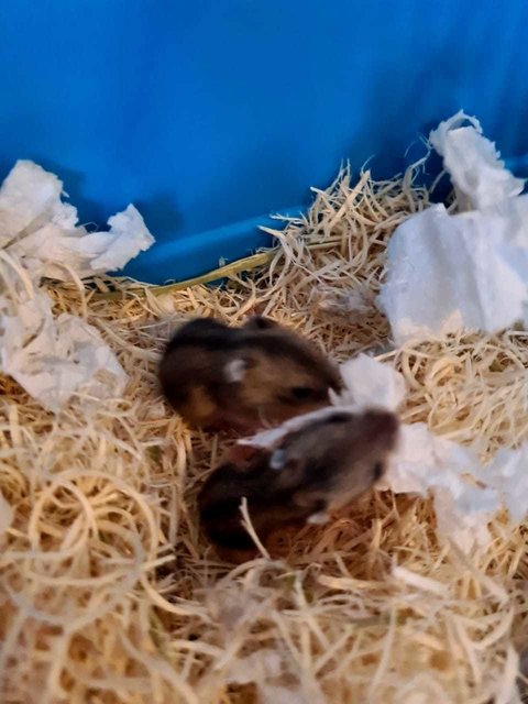 No Name1 - Short Dwarf Hamster Hamster