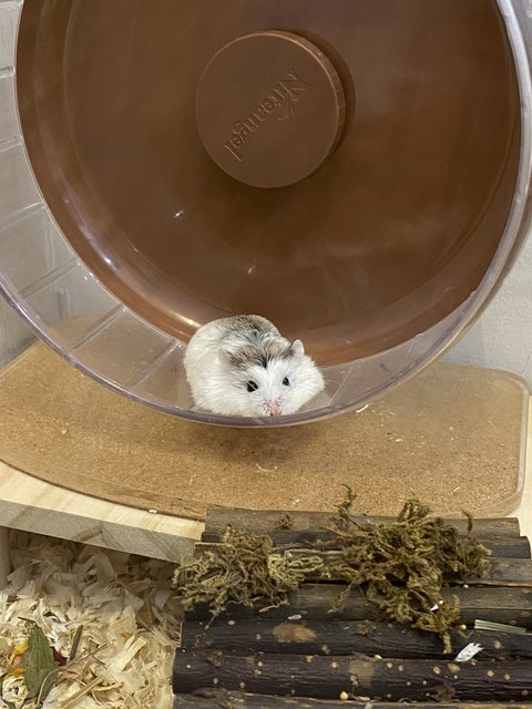 Fuji - Roborovsky's Hamster Hamster