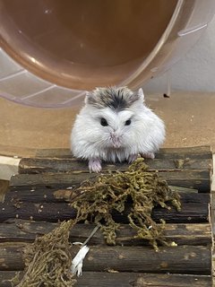 Fuji - Roborovsky's Hamster Hamster