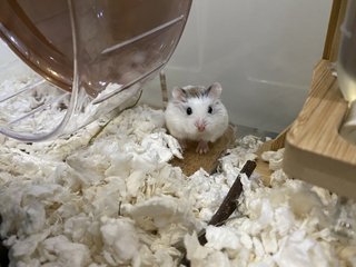 Fuji - Roborovsky's Hamster Hamster