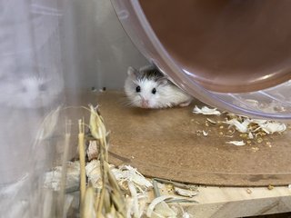 Fuji - Roborovsky's Hamster Hamster