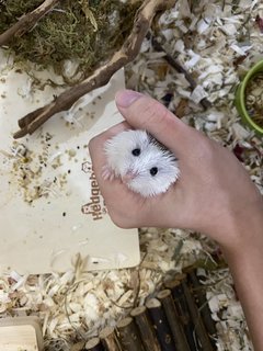 Fuji - Roborovsky's Hamster Hamster