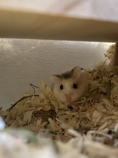 Fuji - Roborovsky's Hamster Hamster