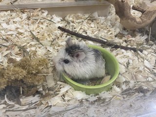 Fuji - Roborovsky's Hamster Hamster