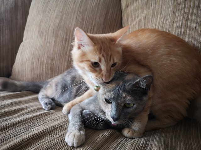 Marley And Boy - Domestic Short Hair + Domestic Long Hair Cat