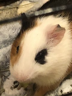 French Fries And Nancos - Guinea Pig Small & Furry