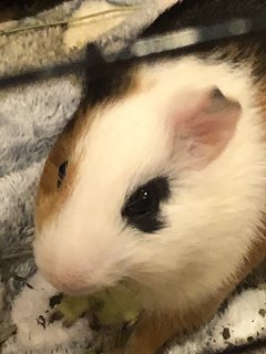 French Fries And Nancos - Guinea Pig Small & Furry