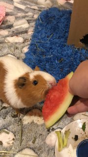 French Fries And Nancos - Guinea Pig Small & Furry