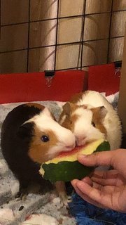 French Fries And Nancos - Guinea Pig Small & Furry