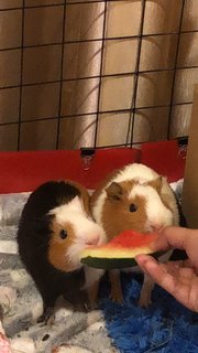 French Fries And Nancos - Guinea Pig Small & Furry