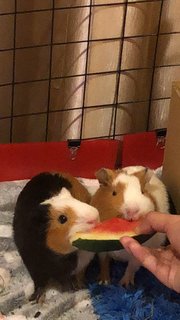 French Fries And Nancos - Guinea Pig Small & Furry