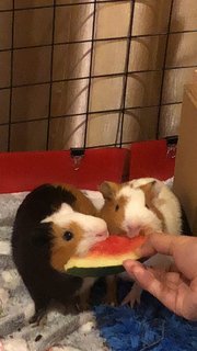 French Fries And Nancos - Guinea Pig Small & Furry