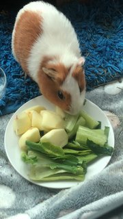 French Fries And Nancos - Guinea Pig Small & Furry