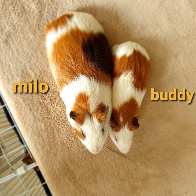 Buddy And Milo - Guinea Pig Small & Furry