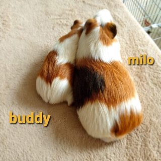 Buddy And Milo - Guinea Pig Small & Furry