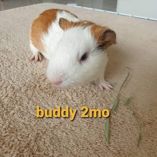 Buddy And Milo - Guinea Pig Small & Furry