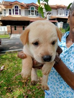 Micky , Dolly  - Mixed Breed Dog