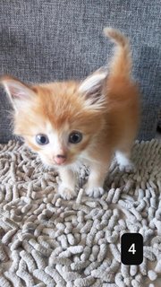 5 Kittensss - Domestic Short Hair Cat