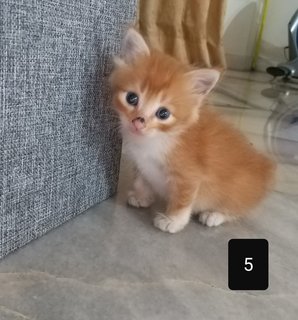 5 Kittensss - Domestic Short Hair Cat