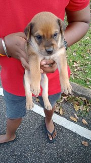 Peter , Toby, Bruno - Mixed Breed Dog