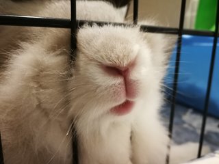 Pepper - Bunny Rabbit Rabbit