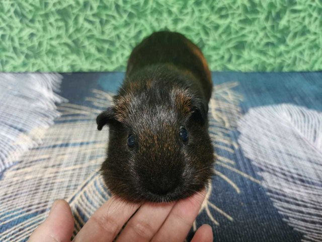 Golden &amp; Pepe - Guinea Pig Small & Furry