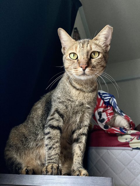 Sisters - Tabby + Tortoiseshell Cat