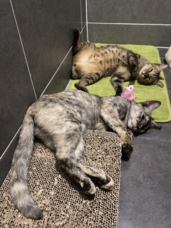 Sisters - Tabby + Tortoiseshell Cat