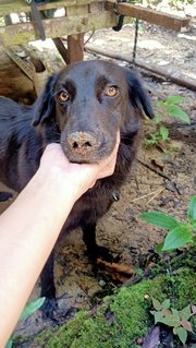 Bg - Mixed Breed Dog