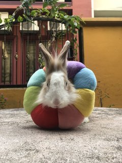 Polo - Bunny Rabbit Rabbit