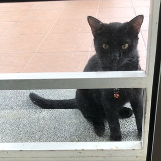 Black Male Cat Found Wandering  - Domestic Short Hair Cat