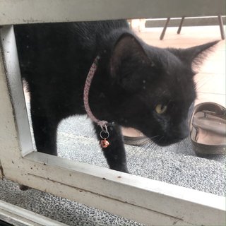 Black Male Cat Found Wandering  - Domestic Short Hair Cat