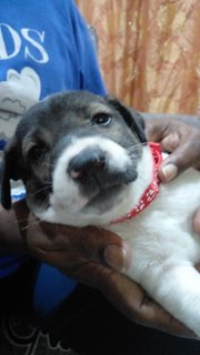 Didi , Titi - Mixed Breed Dog