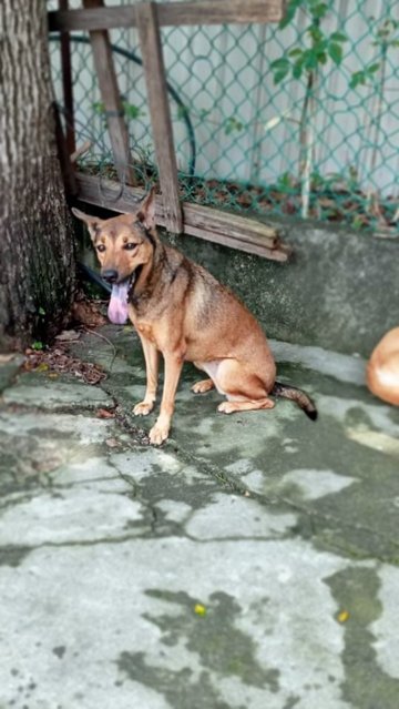 Little Mo - Mixed Breed Dog