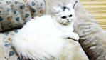 Lady Dyzabelle - Domestic Long Hair Cat