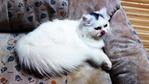 Lady Dyzabelle - Domestic Long Hair Cat