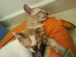 Toffee and Cino on their `bantal busuk`