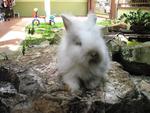 Teddy Bear(S) 01 - Angora Rabbit Rabbit