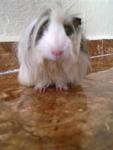 Moola - Guinea Pig Small & Furry