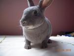 Pure Mini Rex - Mini Rex Rabbit