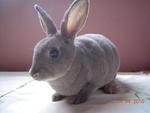 Pure Mini Rex - Mini Rex Rabbit