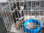Puma - Mixed Breed Dog