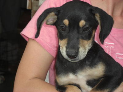Puma - Mixed Breed Dog