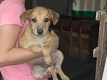 Jasmine - Mixed Breed Dog