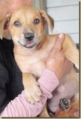 Cherry - Mixed Breed Dog